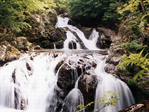 中野白滝