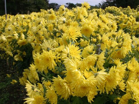 食用菊