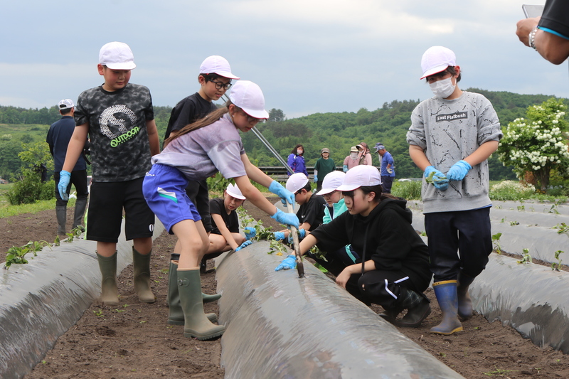 林郷小サツマイモの苗植え体験２
