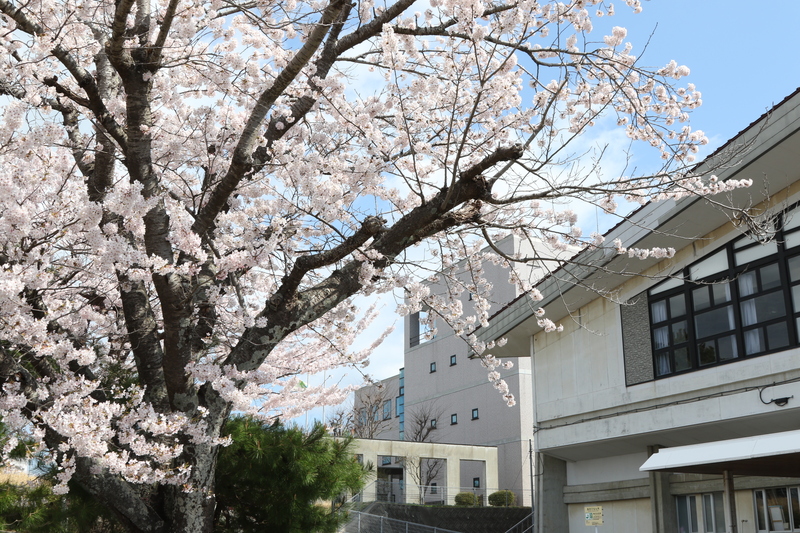 20250422_桜1
